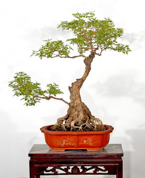 黃荊