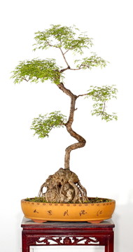 黃荊 景觀 樹枝 黃荊盆景 盆