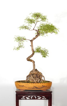 黃荊 景觀 樹枝 黃荊盆景 盆