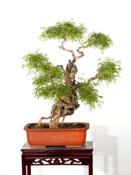 黃荊