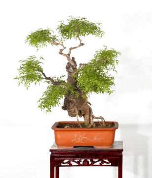 黃荊