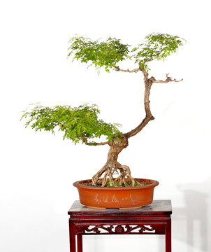 黃荊 景觀 樹枝 黃荊盆景 盆