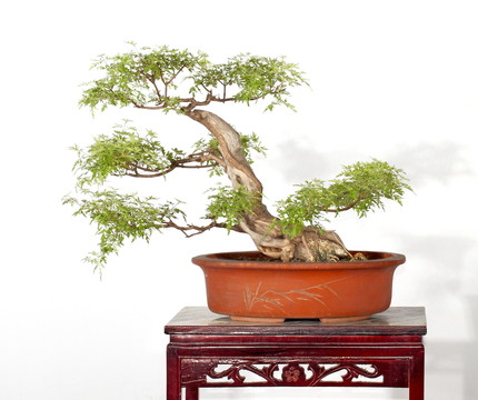 黃荊 景觀 樹枝 黃荊盆景 盆