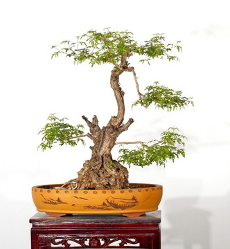 黃荊