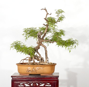 黃荊