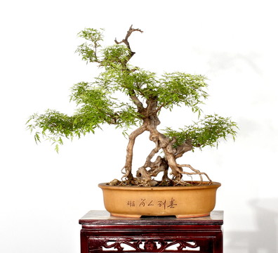 黃荊