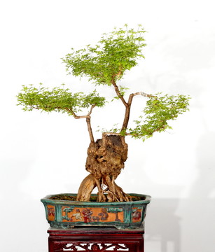 黃荊