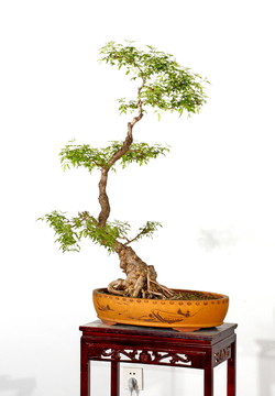 黃荊 景觀 樹枝 黃荊盆景 盆