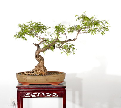 黃荊 景觀 樹(shù)枝 黃荊盆景 盆