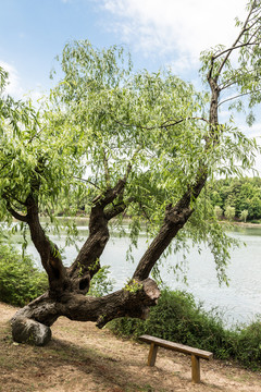 景區(qū)水景