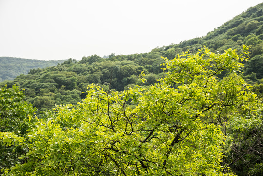 山林