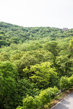 山林