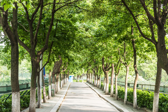 珍珠泉風(fēng)景區(qū)林蔭道