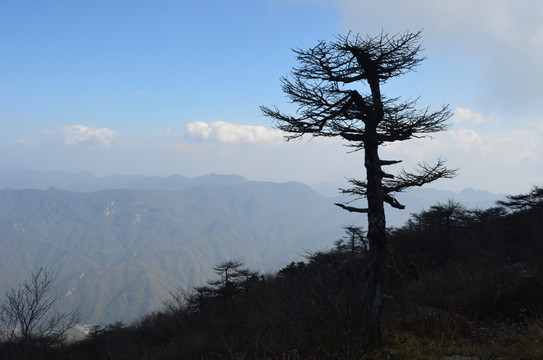 松樹(shù)