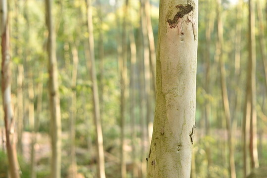 樹林