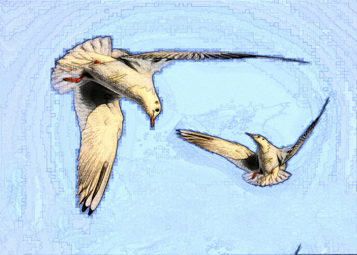 鳳鴿子 賽鴿