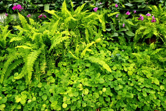 植物背景
