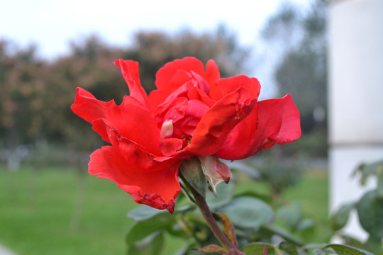 月季花