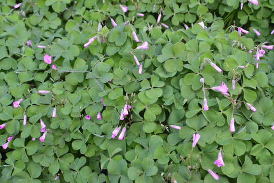太陽(yáng)花
