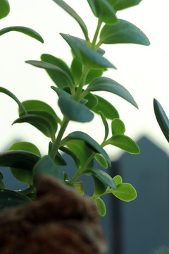 多肉植物 特寫 植物盆栽 多肉