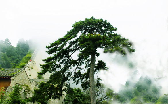 華山  松