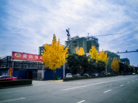 道路兩旁金黃色的銀杏樹