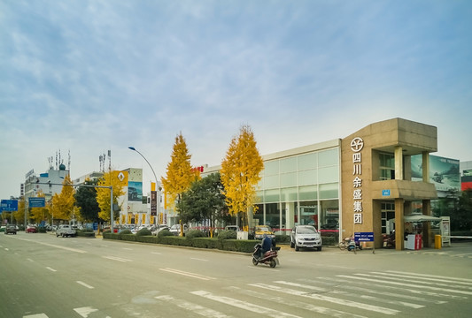 道路兩旁金黃色的銀杏樹(shù)