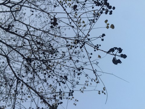 樹