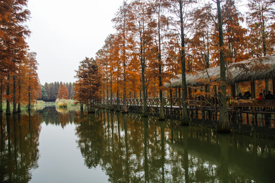 池杉林湖光倒影