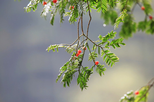 紅豆杉 果 枝