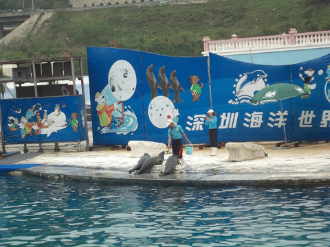 動物表演