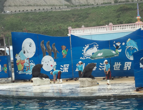 動物表演