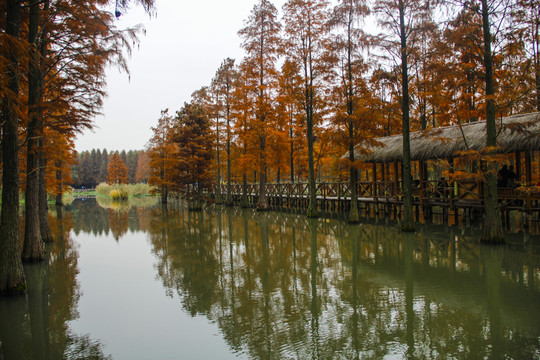 水杉林觀景
