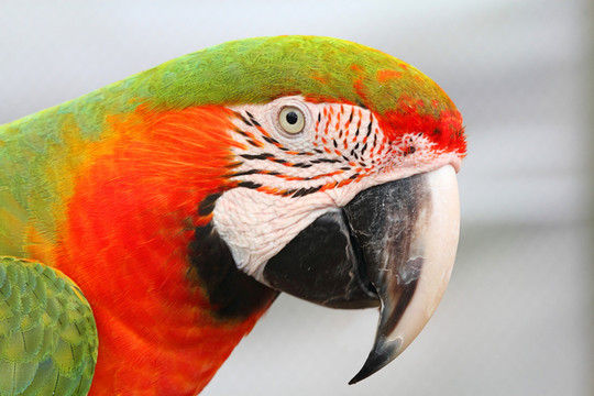 動物