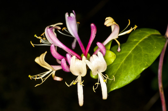 金銀花盛開(kāi)，中國(guó)人heilpflanze