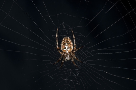 蜘蛛，araneus diadematus
