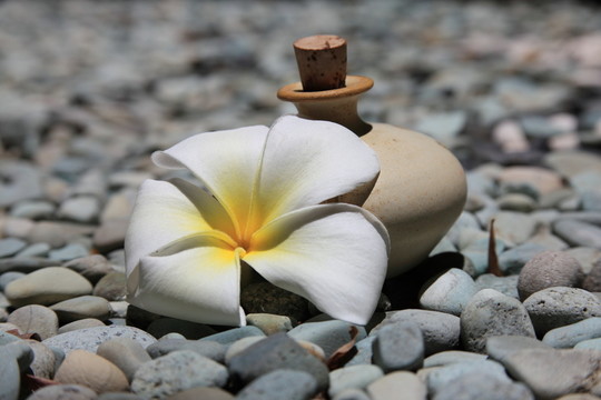 按摩油和赤素馨花