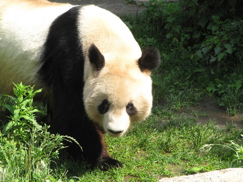 熊貓