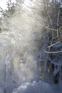 玉樹雪松