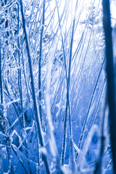 玉樹雪松