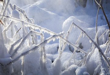 玉樹雪松