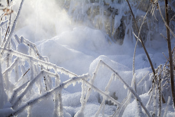 玉樹雪松