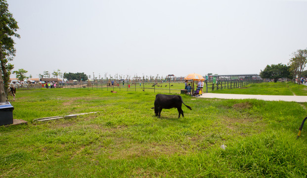 牧場 斗雞場 寶苞農(nóng)場