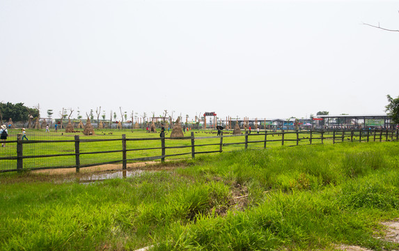牧場 馬