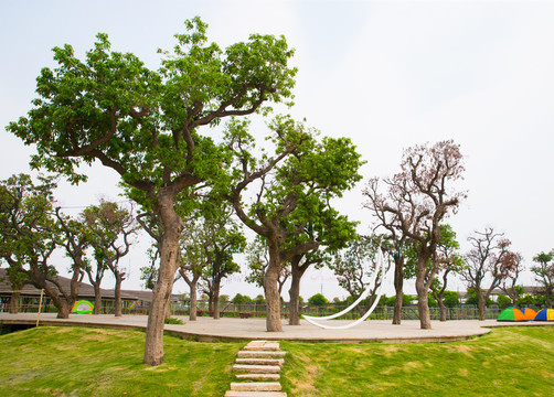 綠化樹 園林 景觀