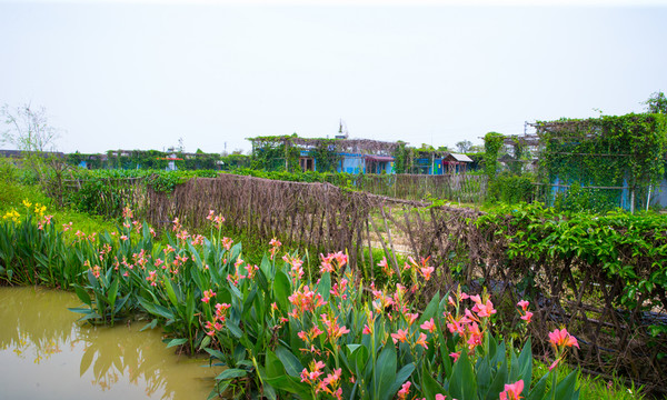 草叢 濕地 花藝
