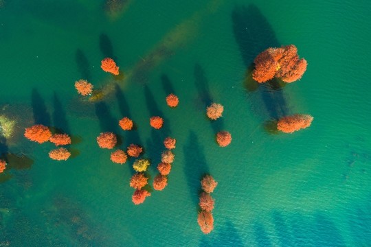 余姚四明湖紅杉林