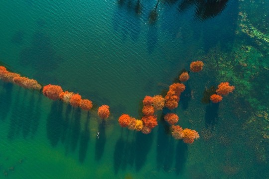 余姚四明湖紅杉林