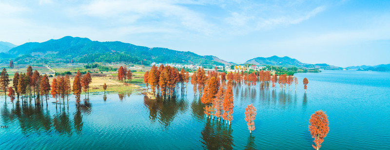 余姚四明湖紅杉林