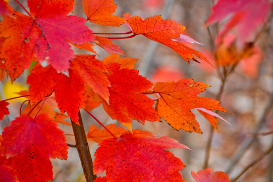 紅葉